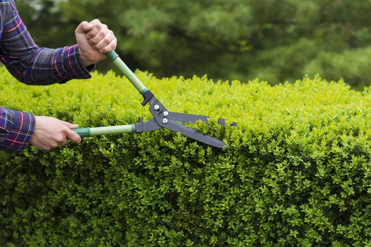 taille-de-haie-et-arbres-fruitiers ld-elagage